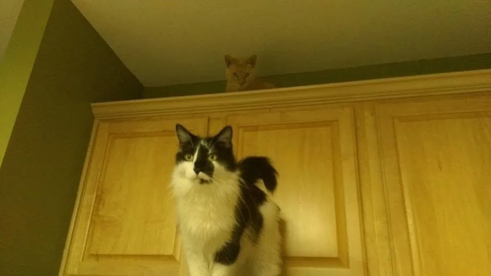 One of Alannah's cats at home