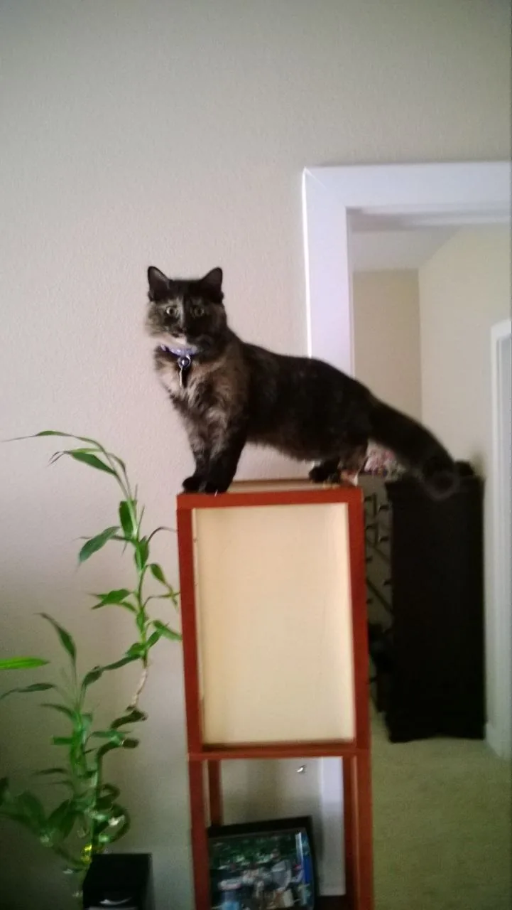 One of Alannah's cats at home